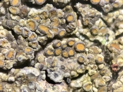Caloplaca sideritis