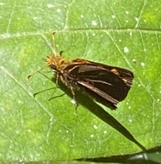 Metisella metis