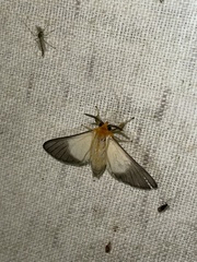 Anapisa melaleuca