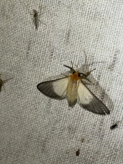 Anapisa melaleuca