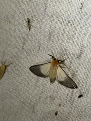Anapisa melaleuca
