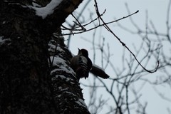 Dendrocoptes medius