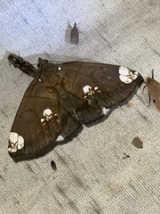 Achaea illustrata