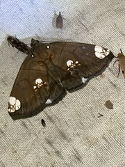 Achaea illustrata