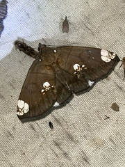 Achaea illustrata