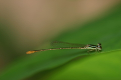 Agriocnemis pygmaea