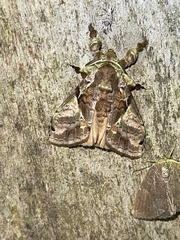 Dasychira achatina