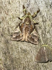 Dasychira achatina