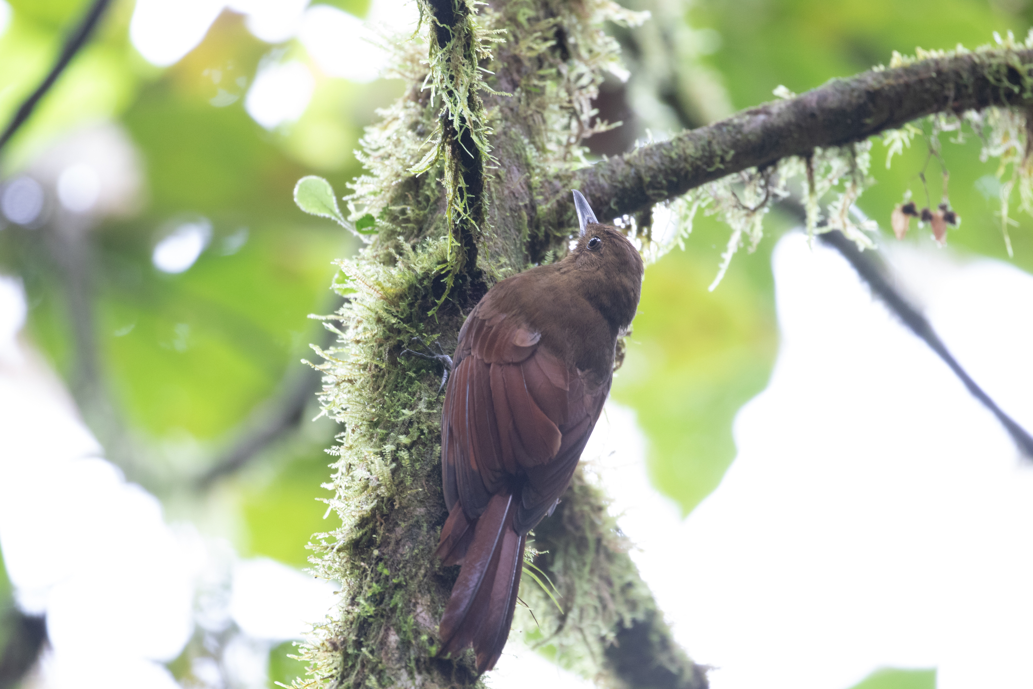 Tyrannine Woodcreeper (Dendrocincla tyrannina), photo 9