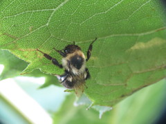 Bombus impatiens