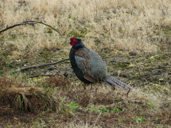 Phasianus versicolor