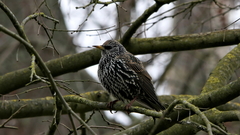 Sturnus vulgaris
