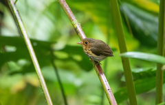 Grallaricula flavirostris