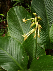 Goeppertia elliptica