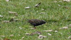 Sturnus vulgaris