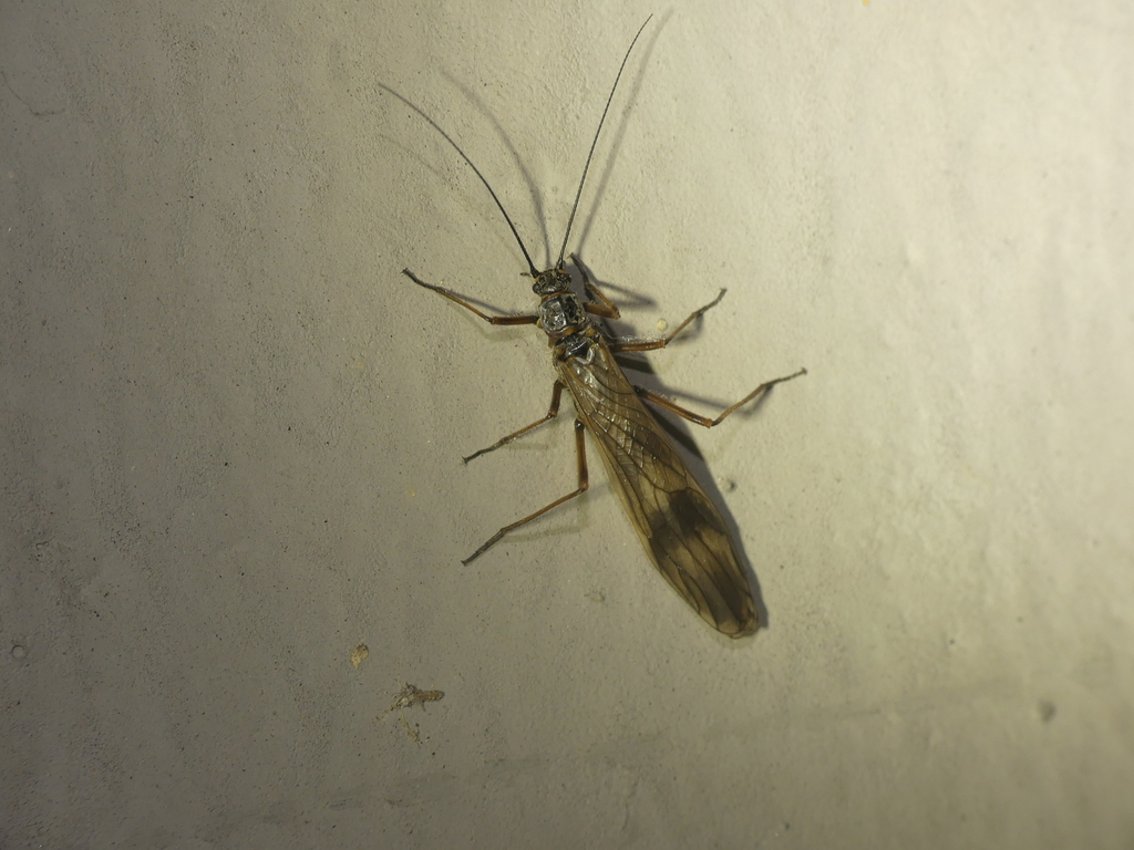 Taeniopteryx schoenemundi