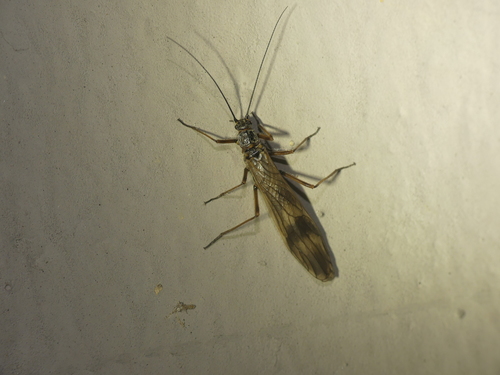 Taeniopteryx schoenemundi