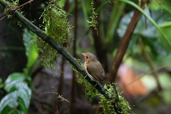 Grallaricula flavirostris