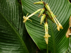Goeppertia elliptica
