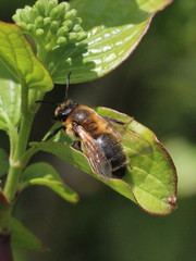 Andrena scotica