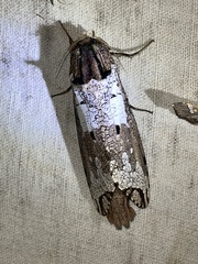 Strigocossus