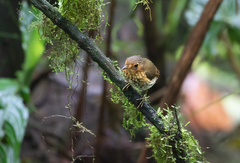 Grallaricula flavirostris