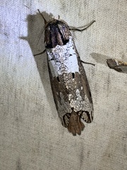 Strigocossus