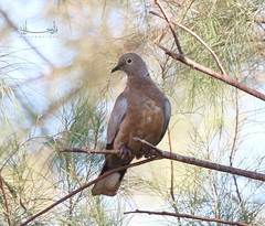 Streptopelia decaocto