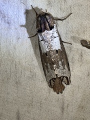 Strigocossus