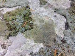 Caloplaca sideritis