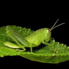 Schistocerca flavofasciata