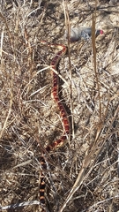 Pituophis vertebralis