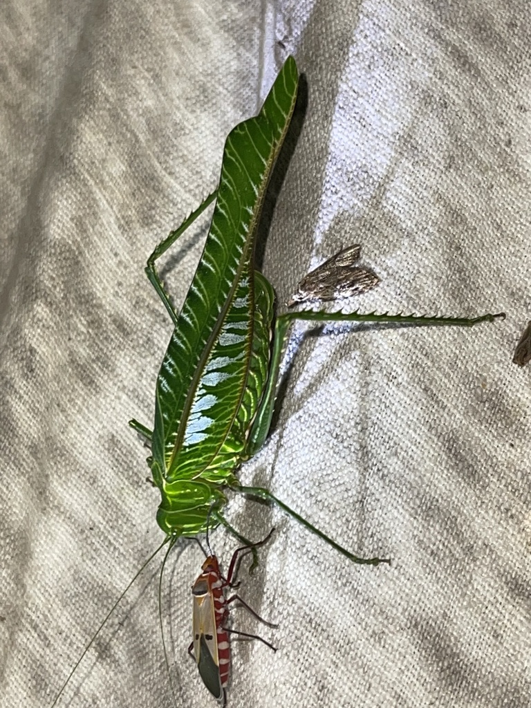 Tropidophrys