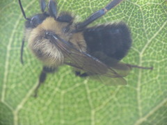 Bombus impatiens