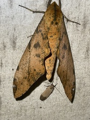 Platysphinx stigmatica