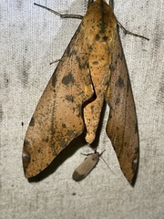 Platysphinx stigmatica