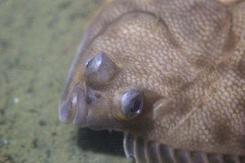Winter Flounder