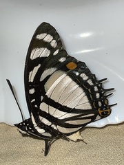 Charaxes nobilis nobilis