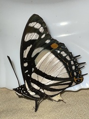 Charaxes nobilis nobilis