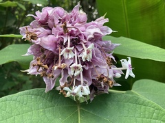 Clerodendrum macrostegium