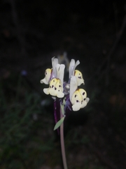 Linaria amethystea amethystea