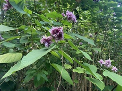 Clerodendrum macrostegium