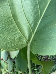 Clerodendrum macrostegium