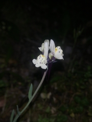 Linaria amethystea amethystea