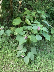 Clerodendrum macrostegium