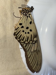 Papilio antimachus