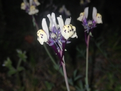 Linaria amethystea amethystea