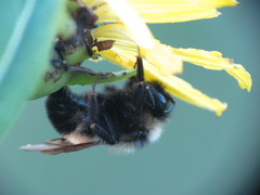 Bombus citrinus