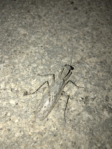 Grizzled Mantis photo 6