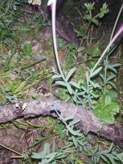 Linaria amethystea amethystea